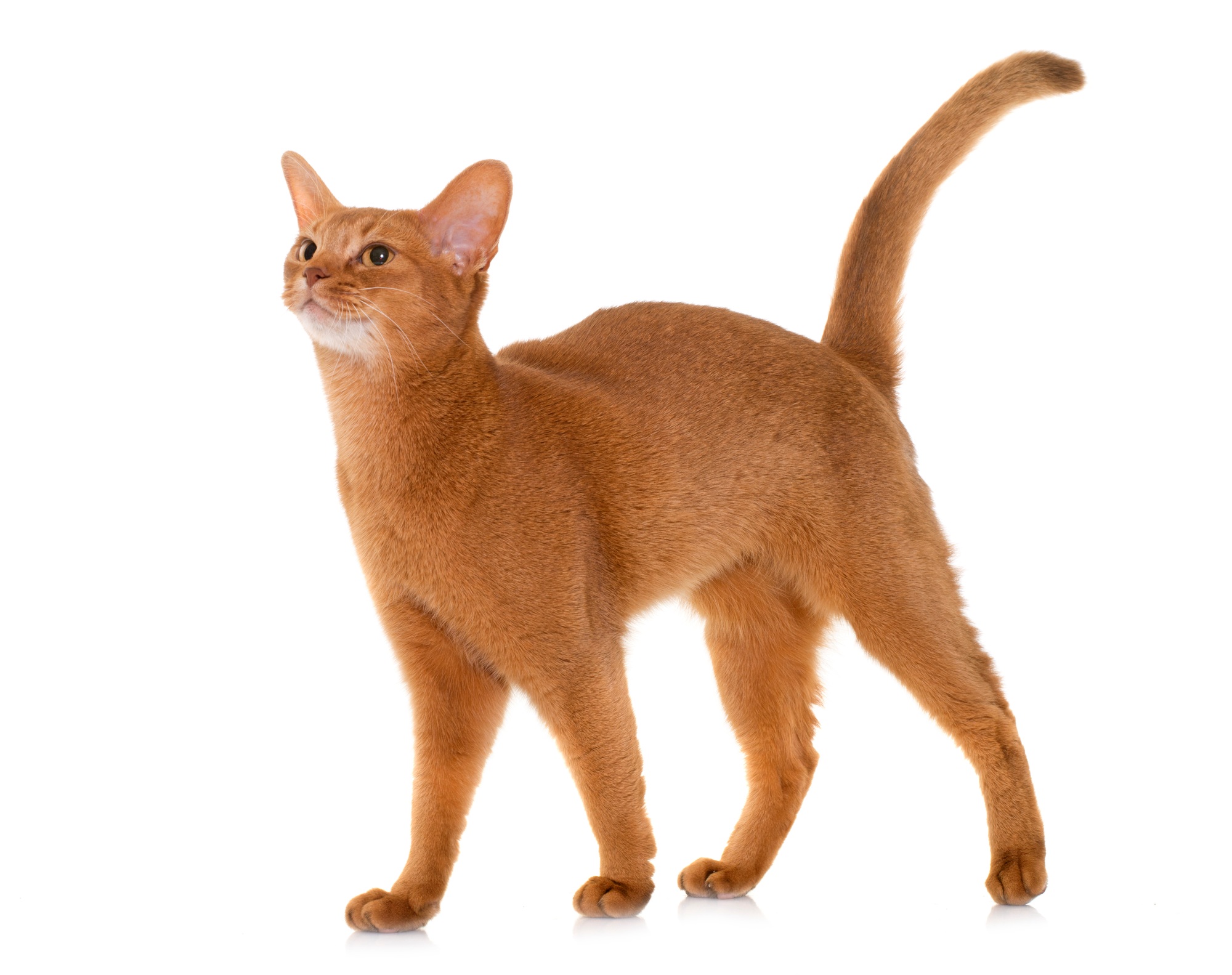Abyssinian cat in studio Most intelligent cat breeds