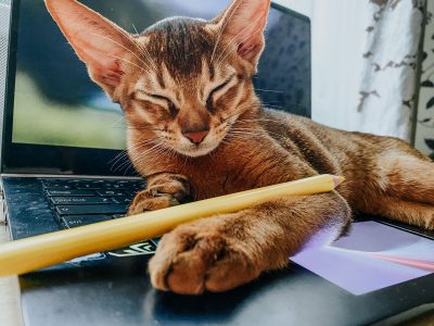 An abyssinian kitten lying on the laptop sleeping Ultimate cat guide