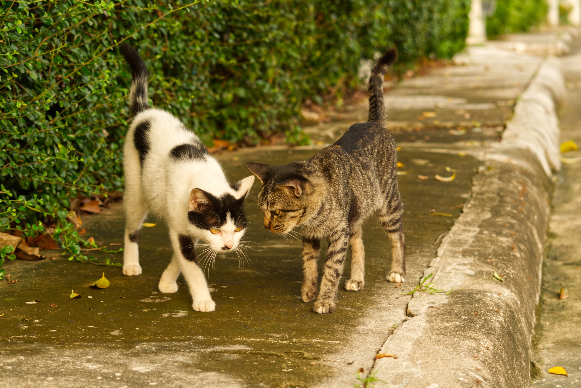 Beautiful view of two feral cats about to affectionately headbutt each other on a street sidewalk why do cats headbutt