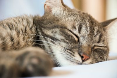 Cute cat Ultimate cat guide