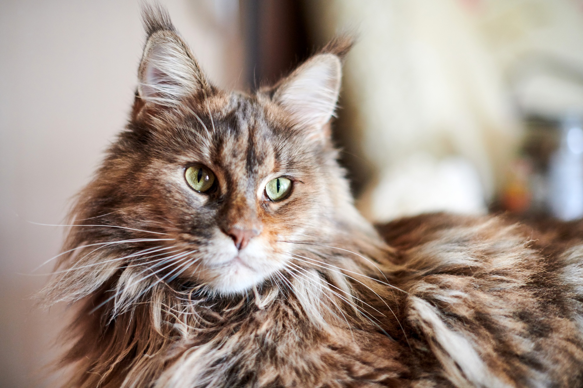 Maine coon cat, close up. Funny, cute cat with marble fur color. Friendliest Cat Breeds