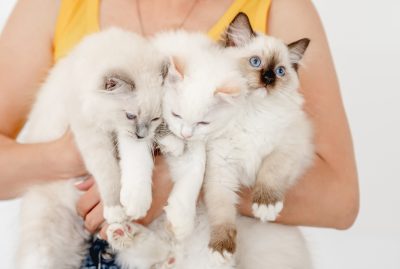 Owner holding ragdoll cats Most affectionate cat breeds