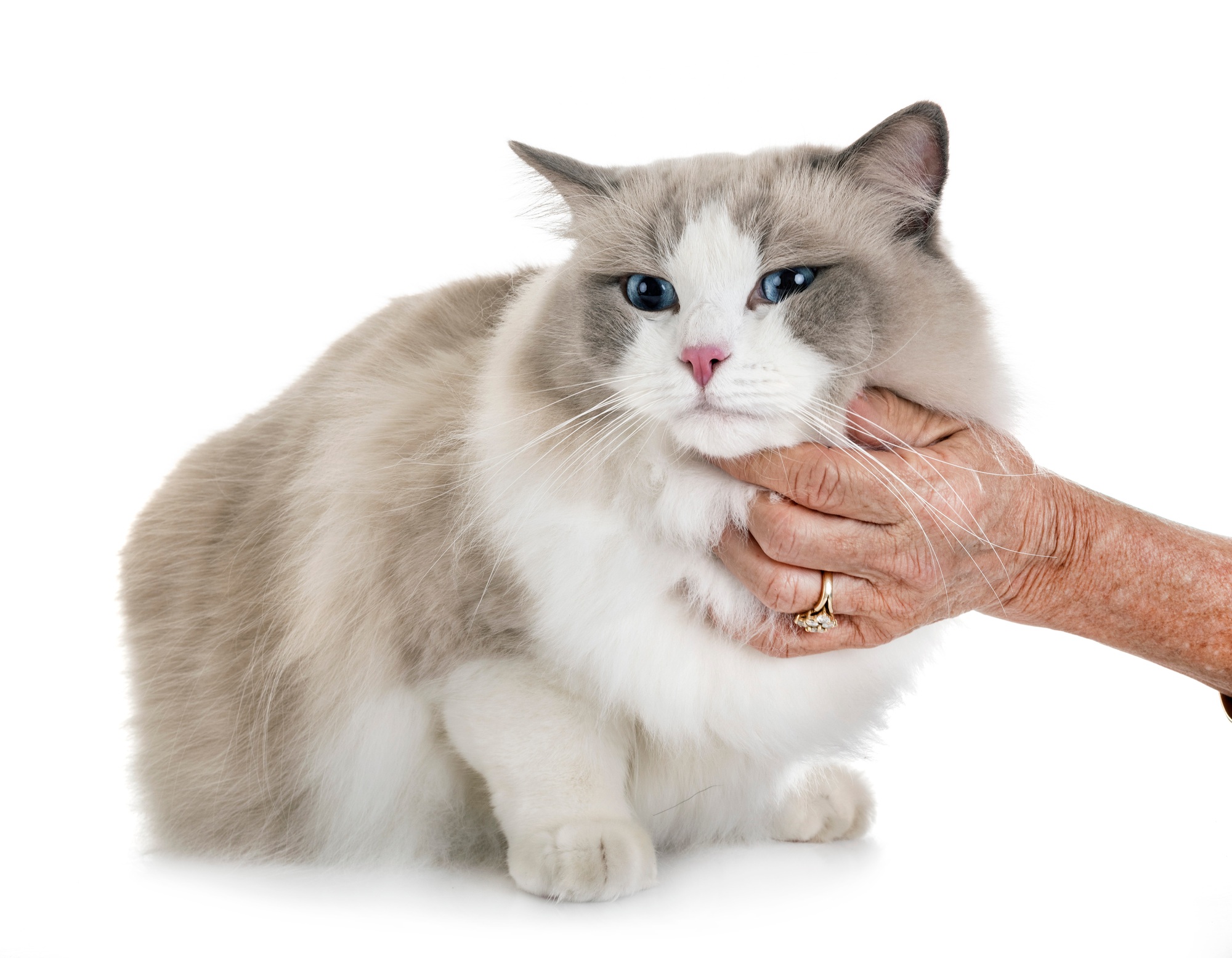 ragdoll cat in studio Best cats for first-time owners