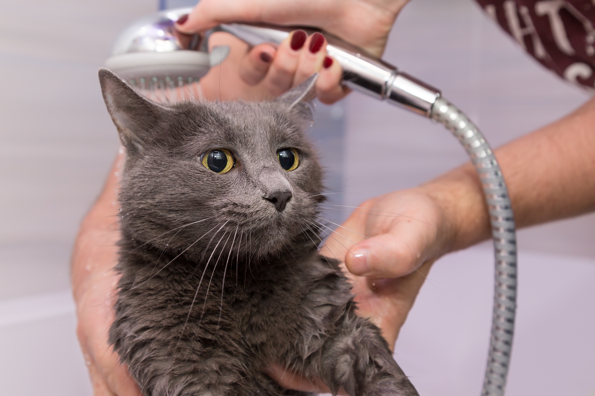 showering a frightened gray Russian blue cat Best cat breeds for apartments