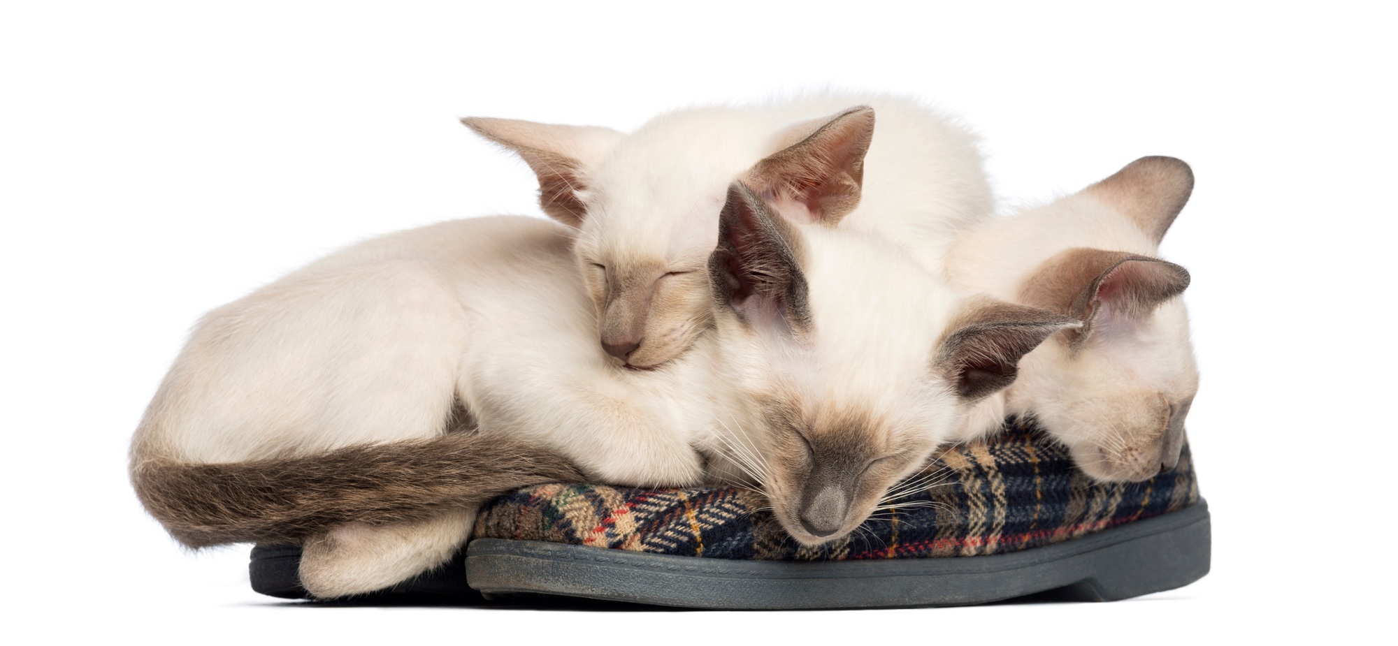 Three Oriental Shorthair kittens, 9 weeks old, lying and sleeping Hypoallergenic cat breeds