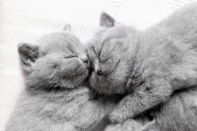 Two sleeping cats snuggling. British shorthair. Ultimate cat guide
